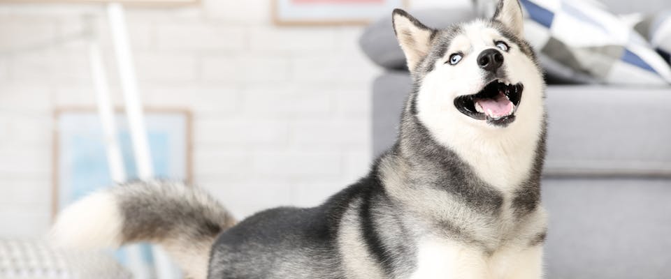 a husky stood next to a gray couch while looking off to the left of the camera