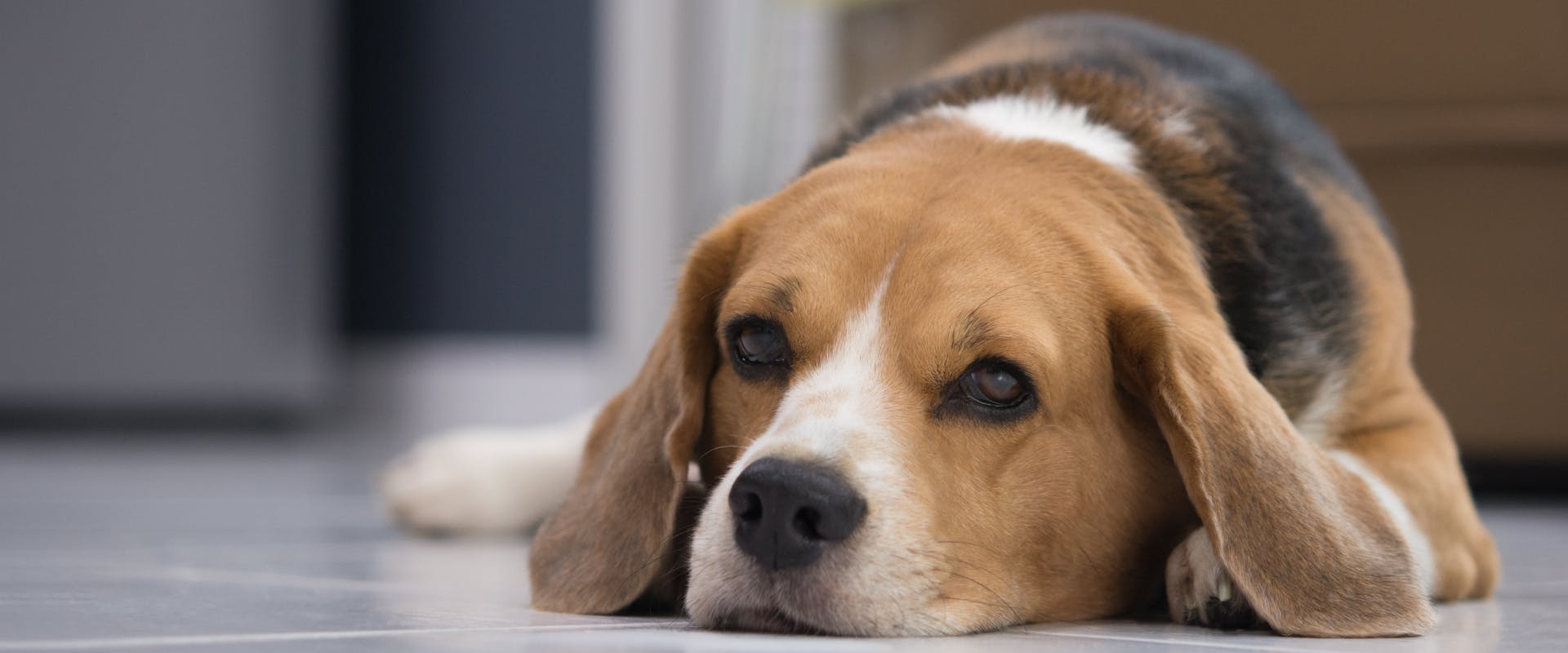 a beagle lying on the floor of a kitchen looking at the camera