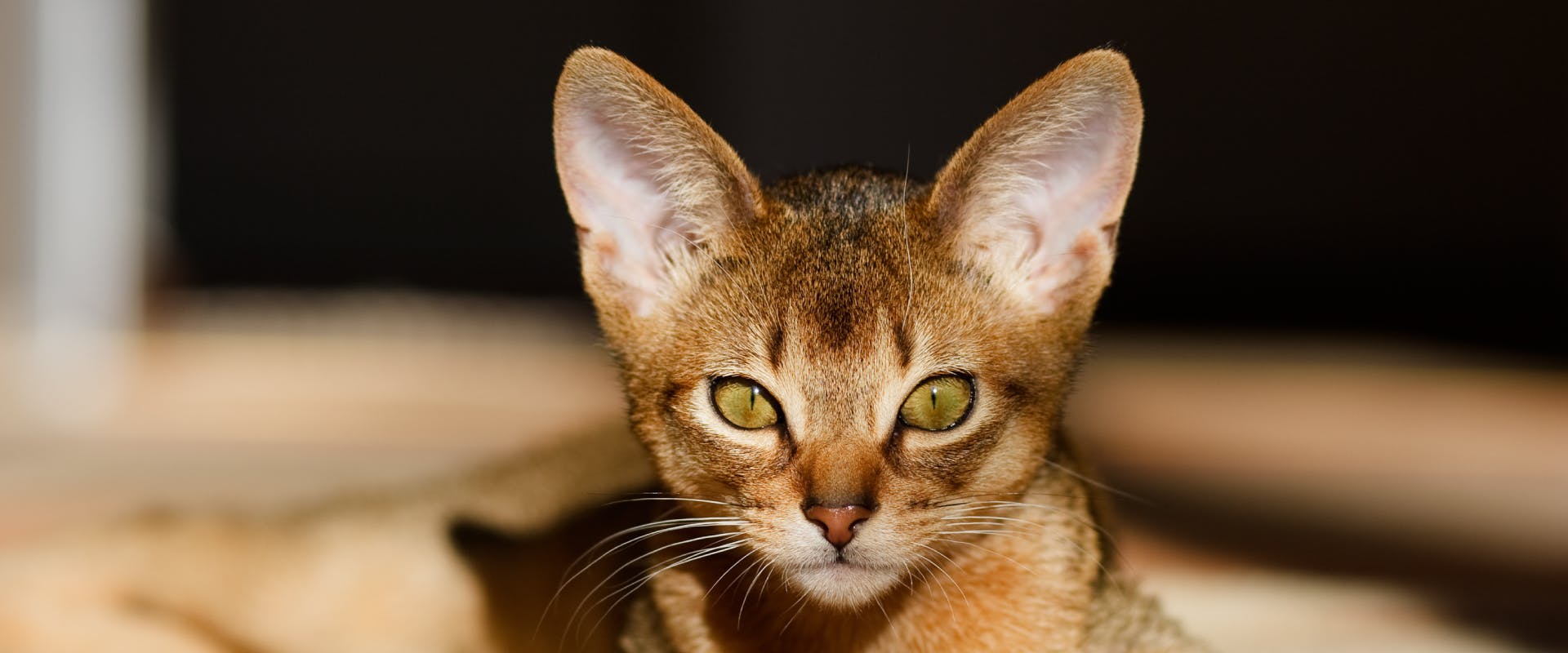 A young Abyssinian cat