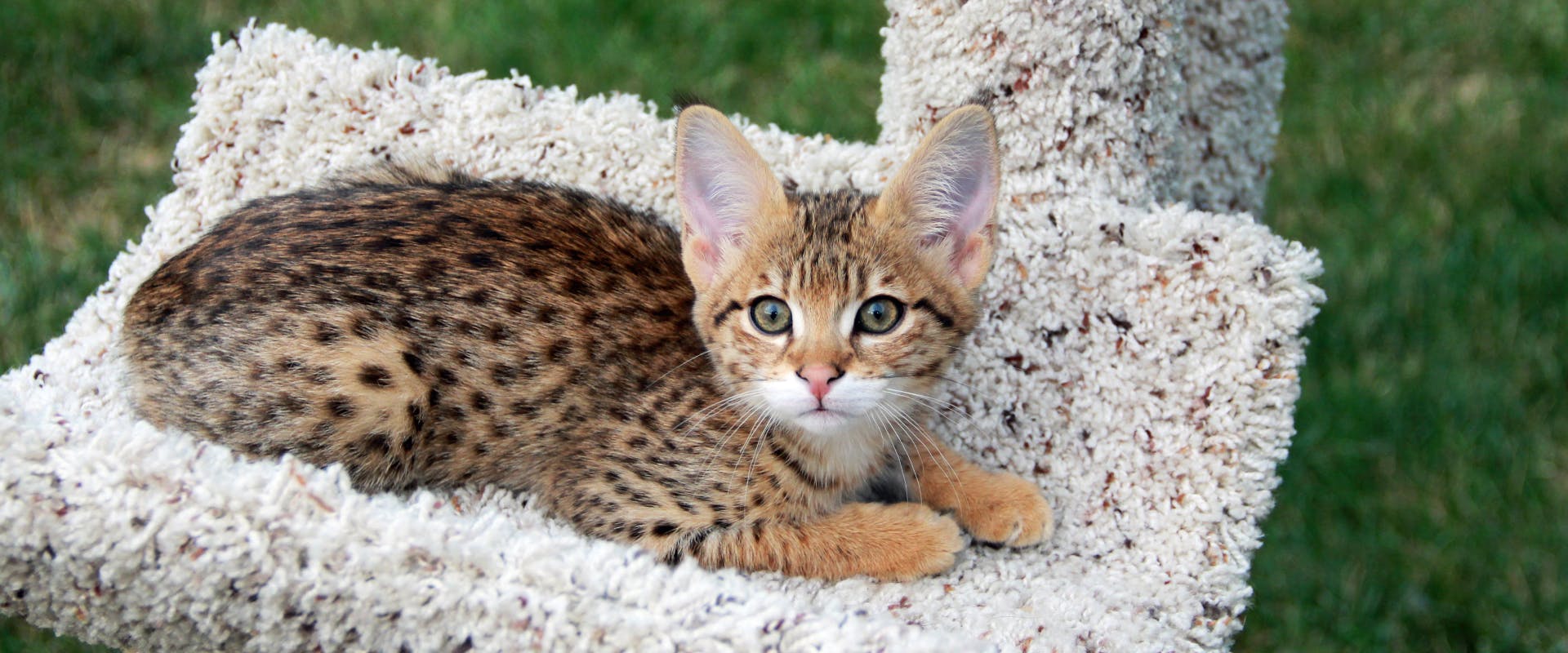 A young Savannah cat lies in a cat tree