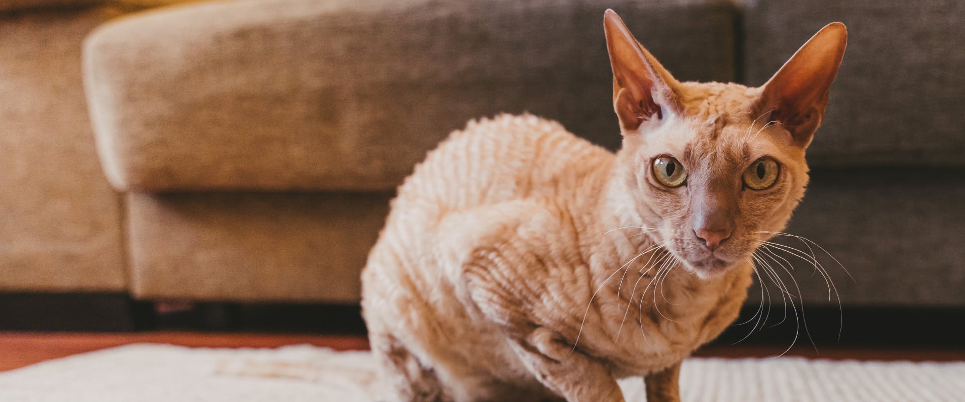 A Peterbald cat in the living room.