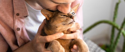 an Abyssinian cat being held up by its front paws on a person's lap while they squish the top of their head with a kiss
