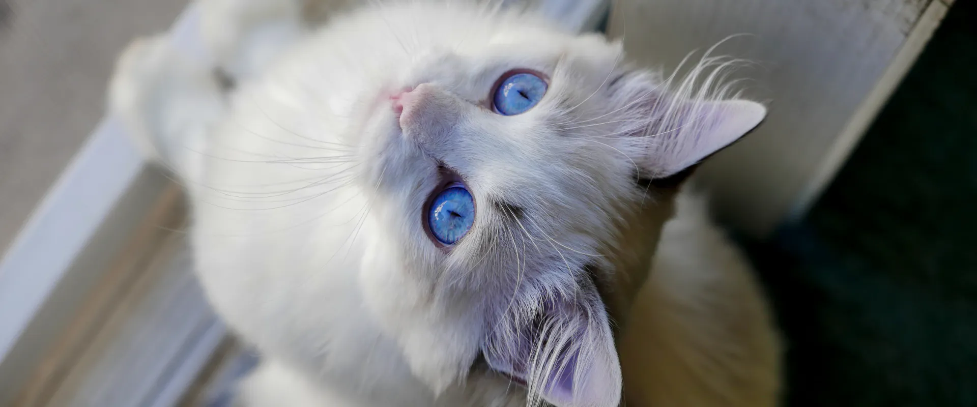 Blue Cat Roe Cat Breeds With Blue Eyes 10 Blue Cat Breeds: An Overview (With
