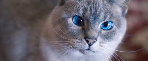 a close up of a blue eyed cat with gray fur looking directly at the camera
