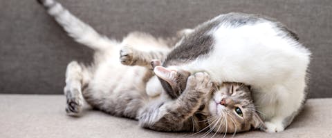 two patchy tabby cats play fighting on a gray couch