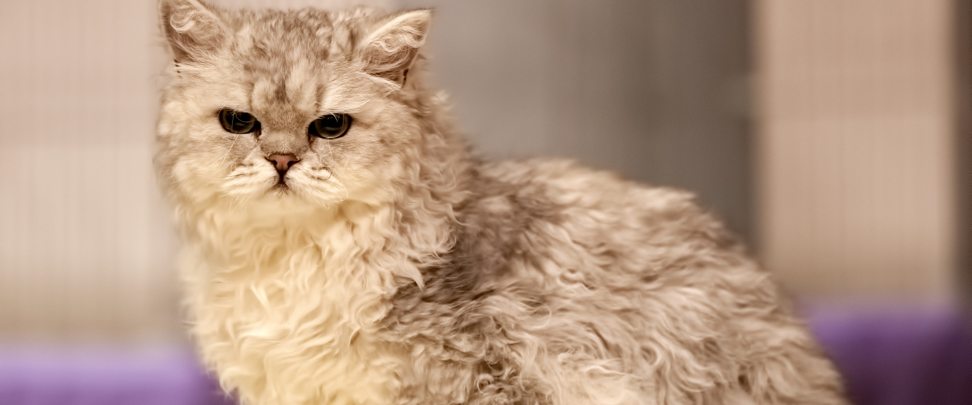 a side shot of a grey Selkirk Rex cat sitting down and looking at the camera 