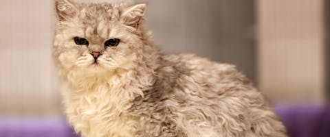 a side shot of a grey Selkirk Rex cat sitting down and looking at the camera