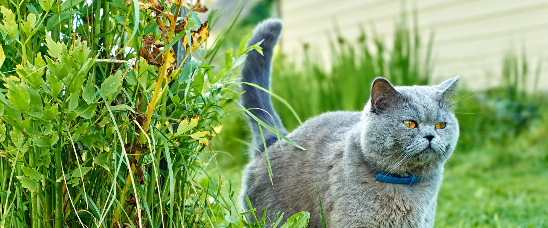 A female cat spraying in the garden.