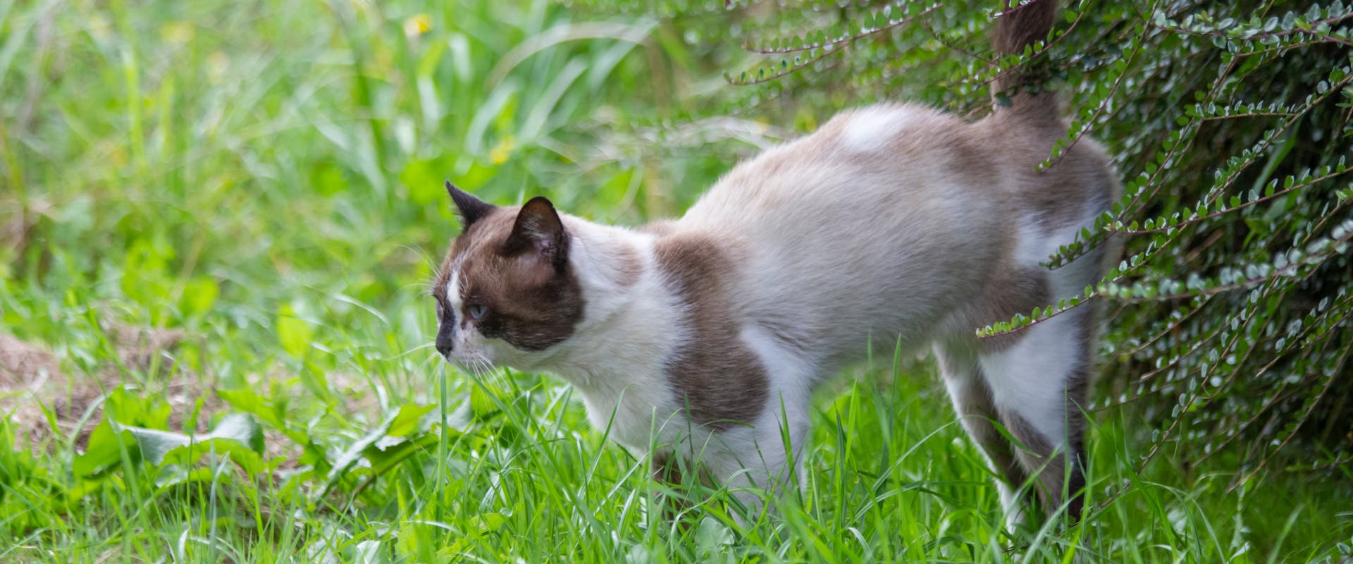 A female cat sprays in a garden.