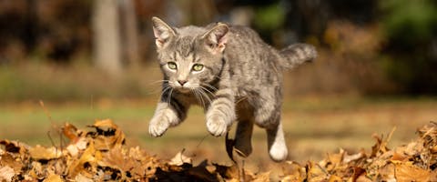 A cat jumping over some leaves.