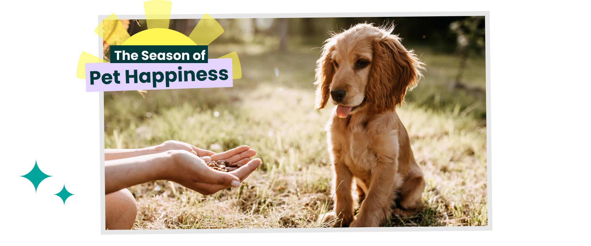 A trained dog sitting for biscuits