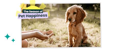 A trained dog sitting for biscuits