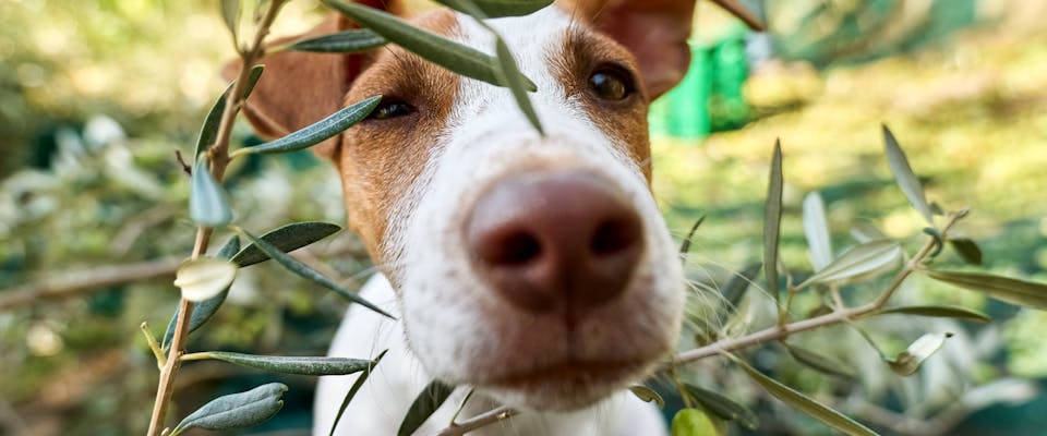 A dog peering through an olive tree.