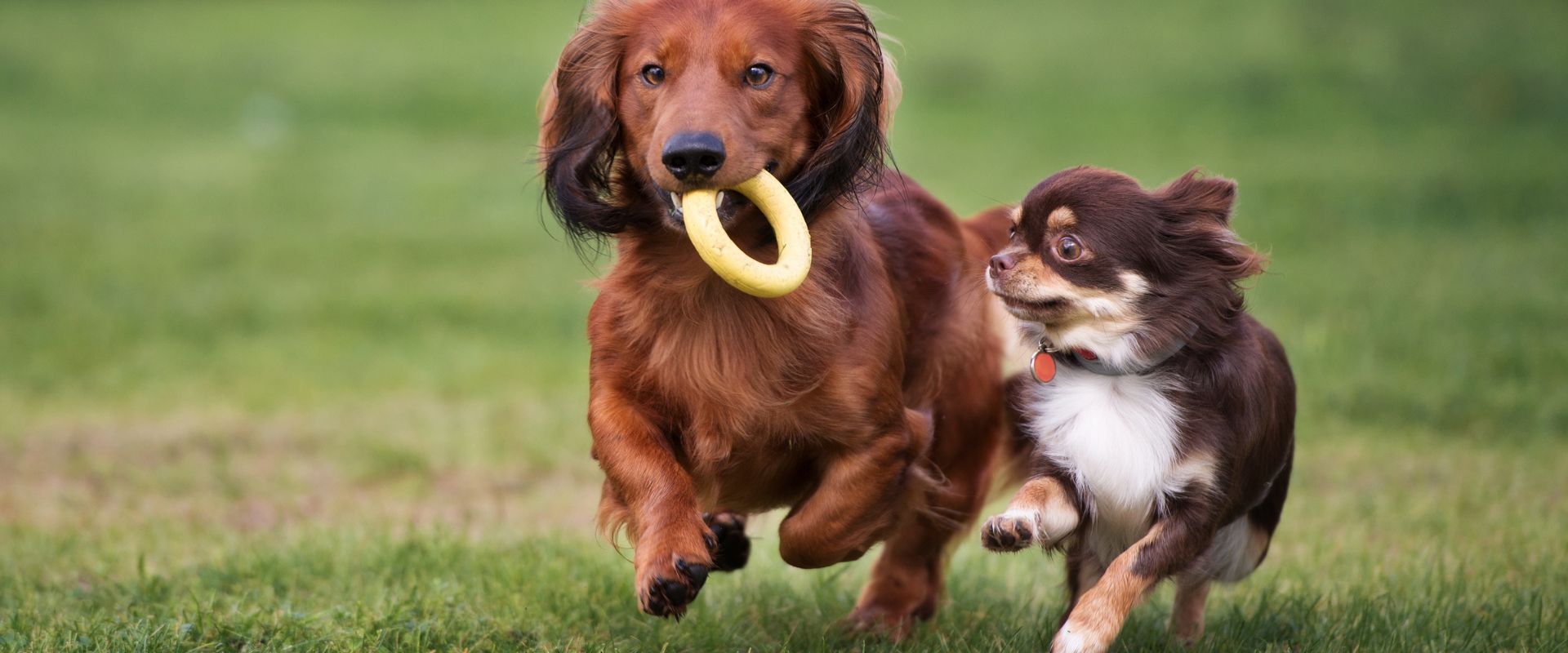 How to Introduce Dogs to Each Other | TrustedHousesitters.com