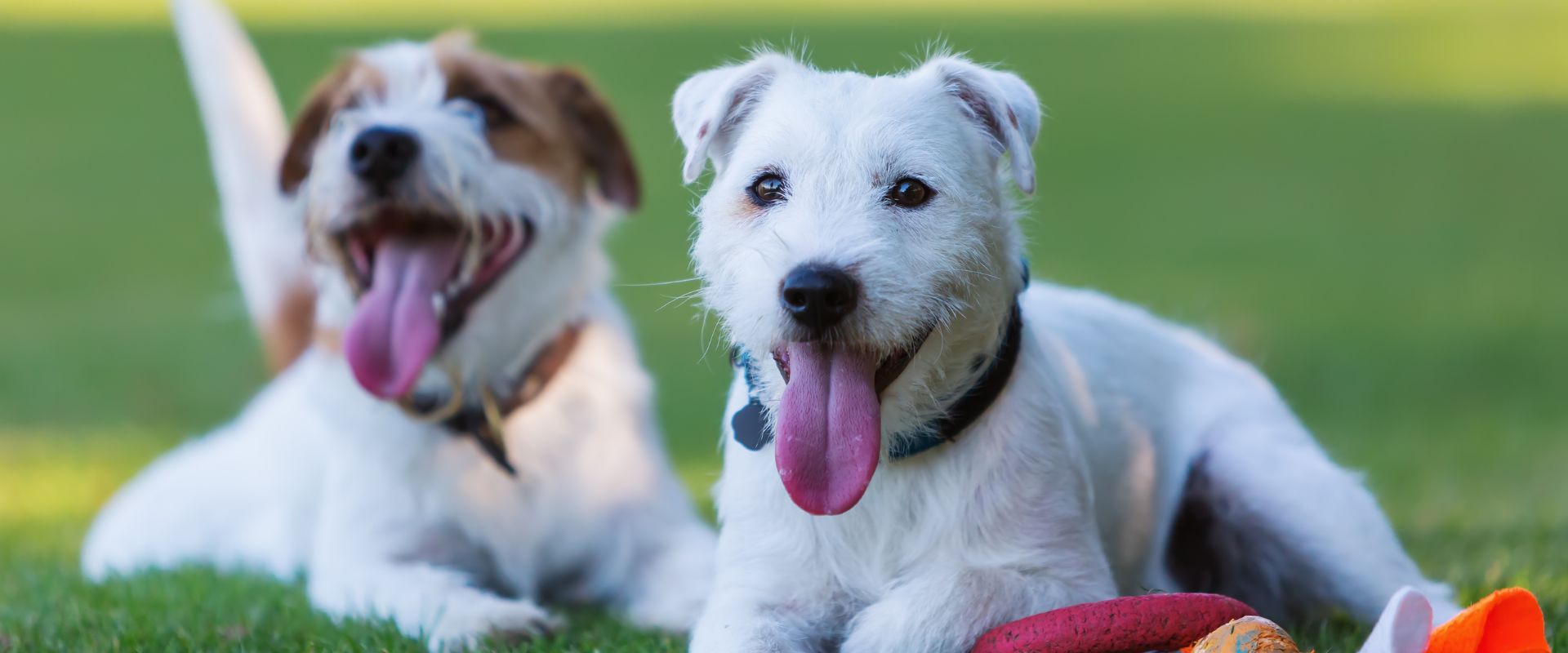 How to Introduce Dogs to Each Other | TrustedHousesitters.com