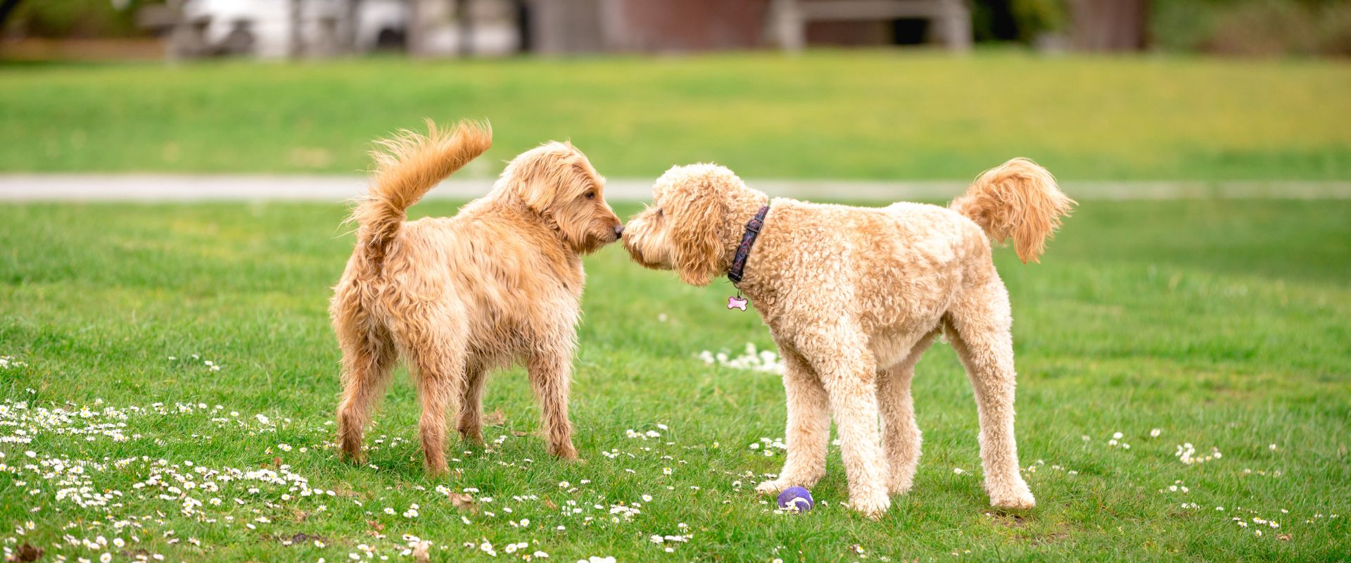 Visual Reference: How To Introduce Dogs To Each Other