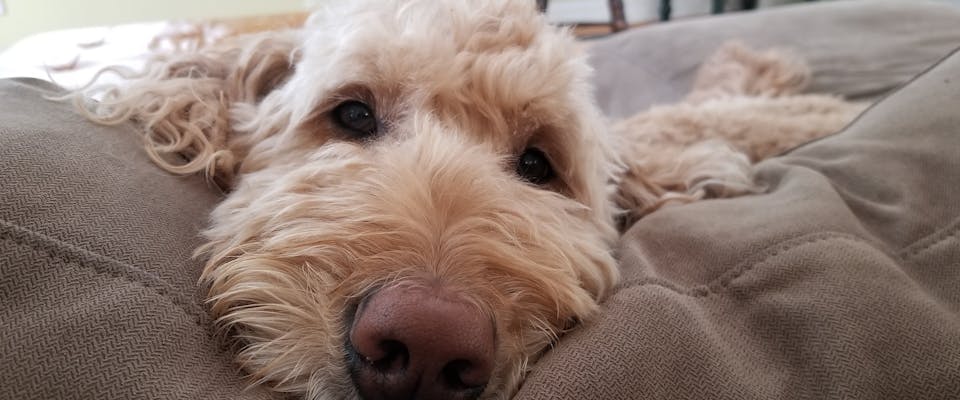 7 Tailless Cat Breeds: A Guide On Rumpy Risers | TrustedHousesitters.com