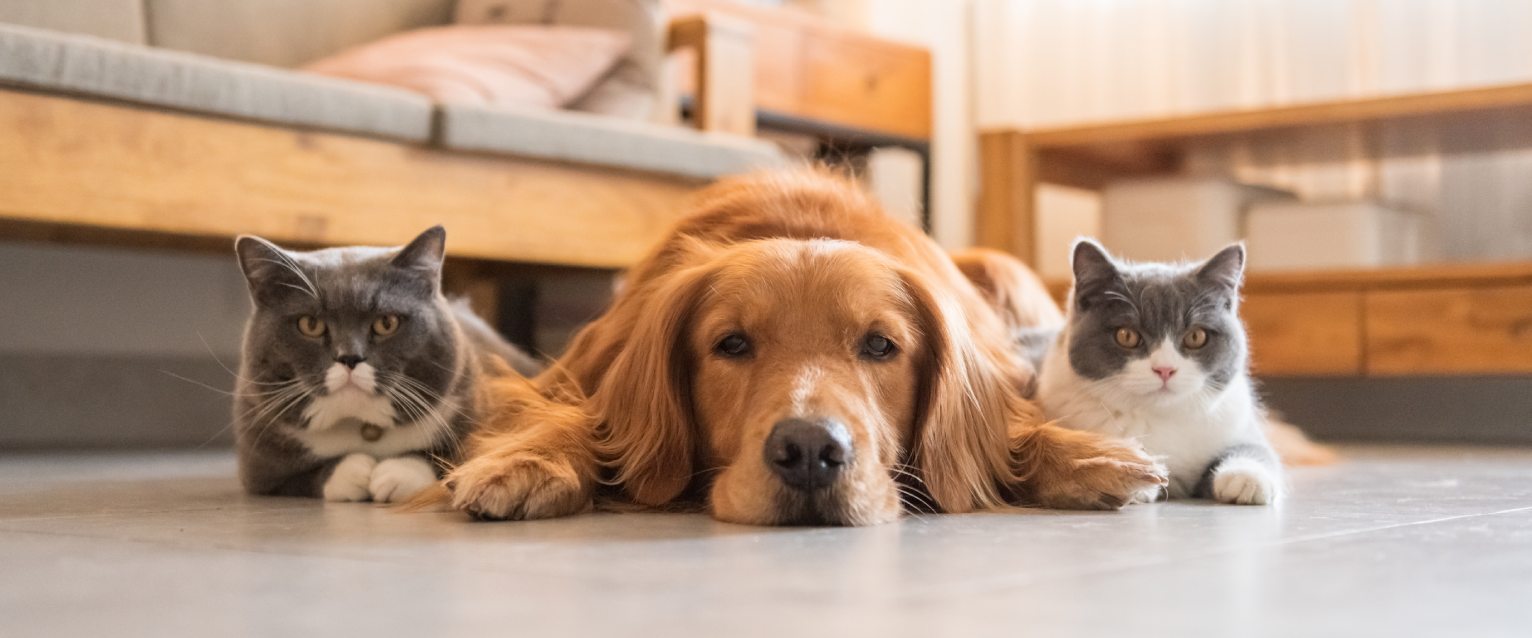 Two clever cats sitting beside a dog on the floor.
