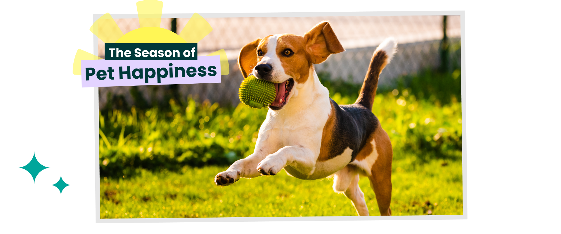 Beagle dog running with a ball in their mouth