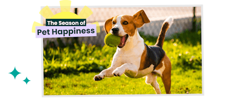 Beagle dog running with a ball in their mouth