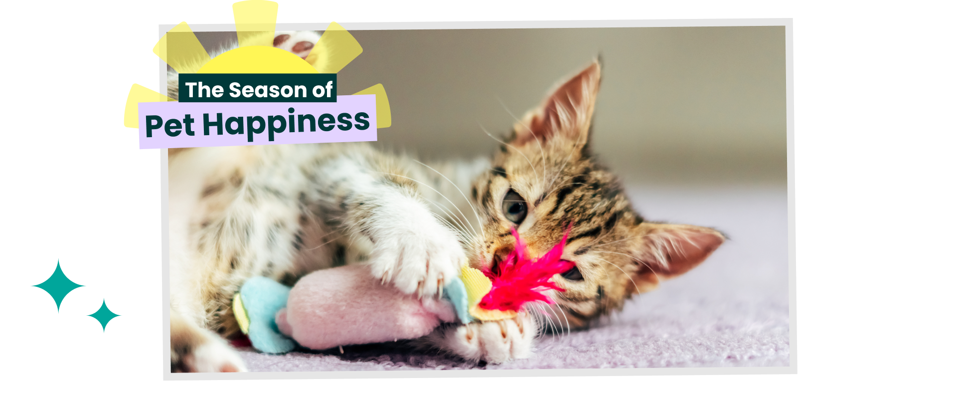 Kitten playing with a toy