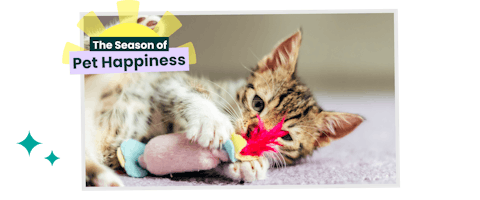 Kitten playing with a toy