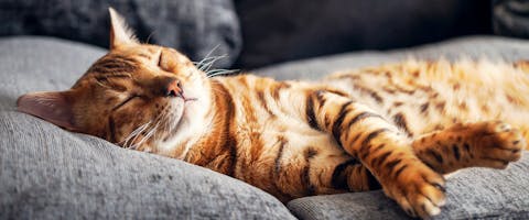 a brown stripy cat asleep on a gray couch