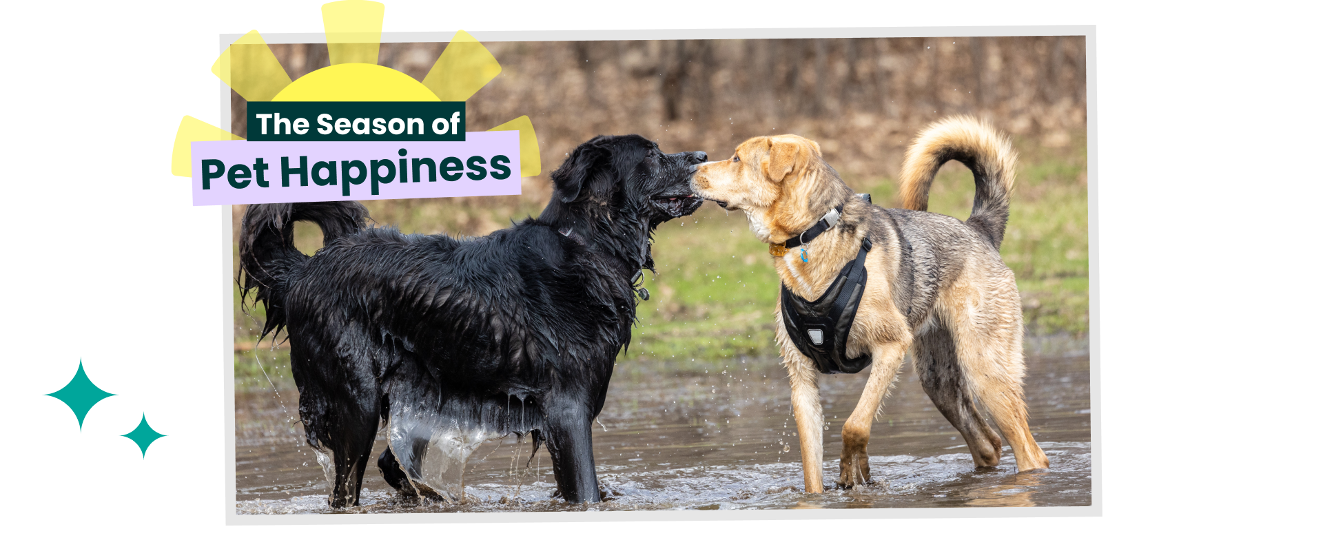 Two dogs greet each other while playing and splashing around in a large puddle in a dog park