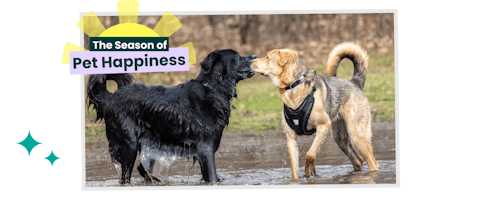 Two dogs greet each other while playing and splashing around in a large puddle in a dog park