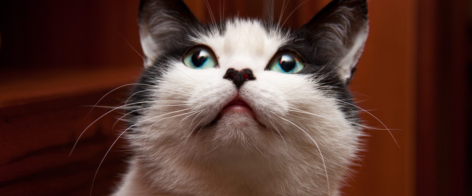 A cat with tomcat cheeks.