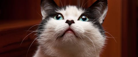 A cat with tomcat cheeks.