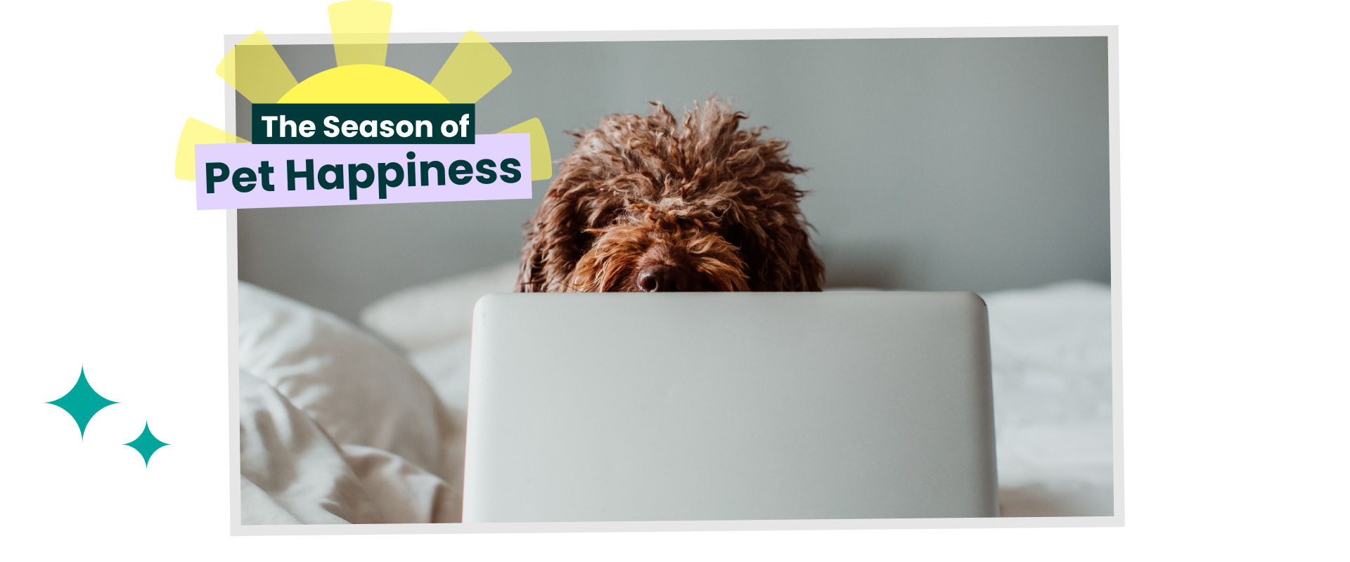 Doodle dog looking over a laptop