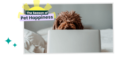 Doodle dog looking over a laptop