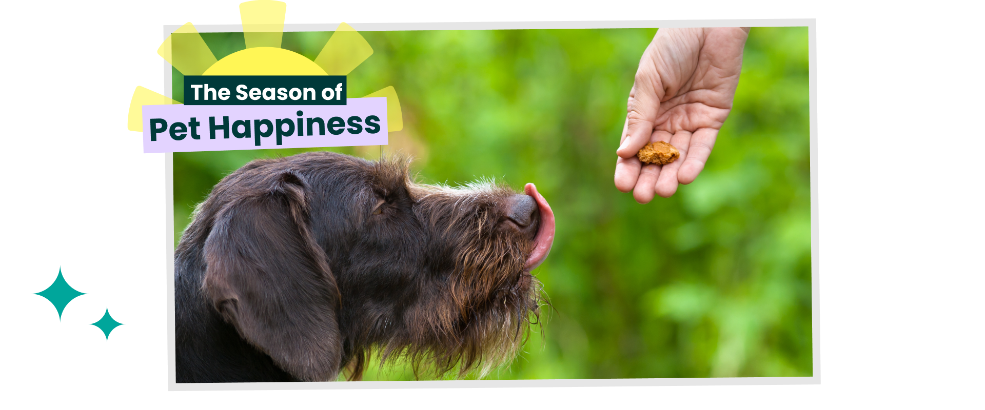 Dog awaiting a treat