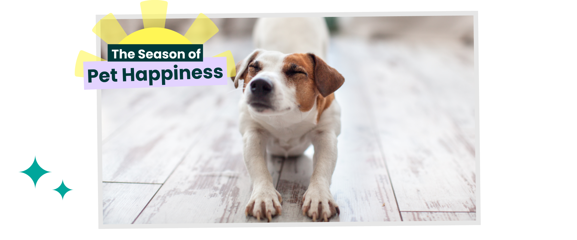 Jack Russell dog stretching