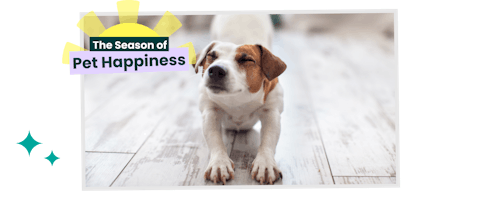 Jack Russell dog stretching