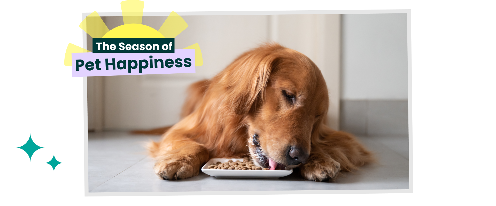 Dog eating biscuits from a white plate