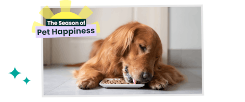 Dog eating biscuits from a white plate