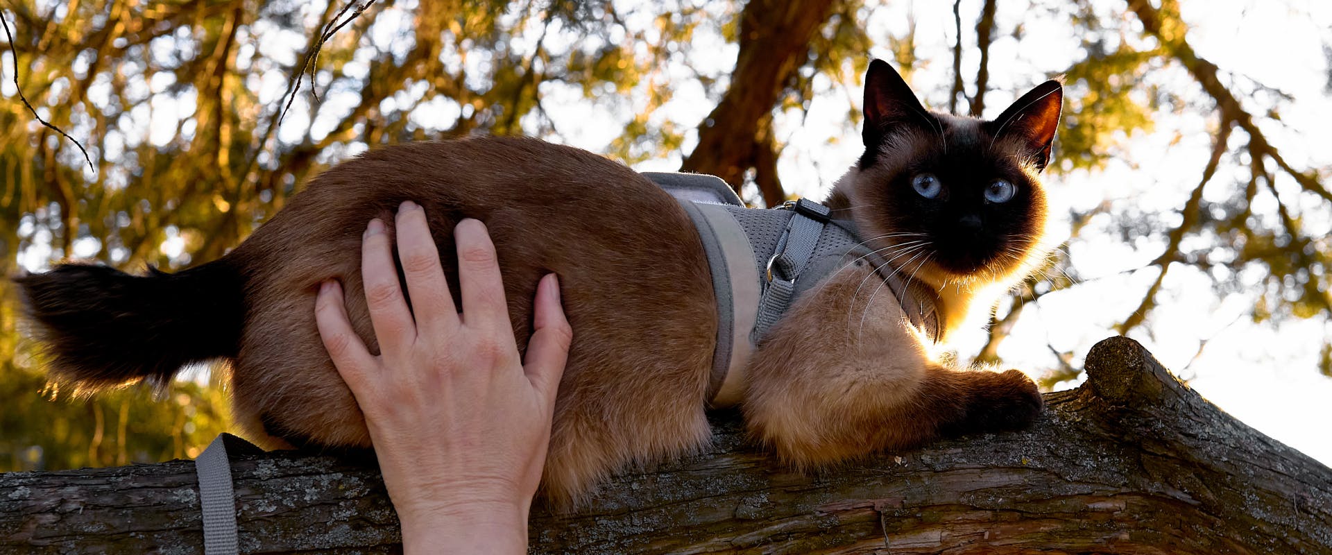 7 Tailless Cat Breeds: A Guide On Rumpy Risers | TrustedHousesitters.com