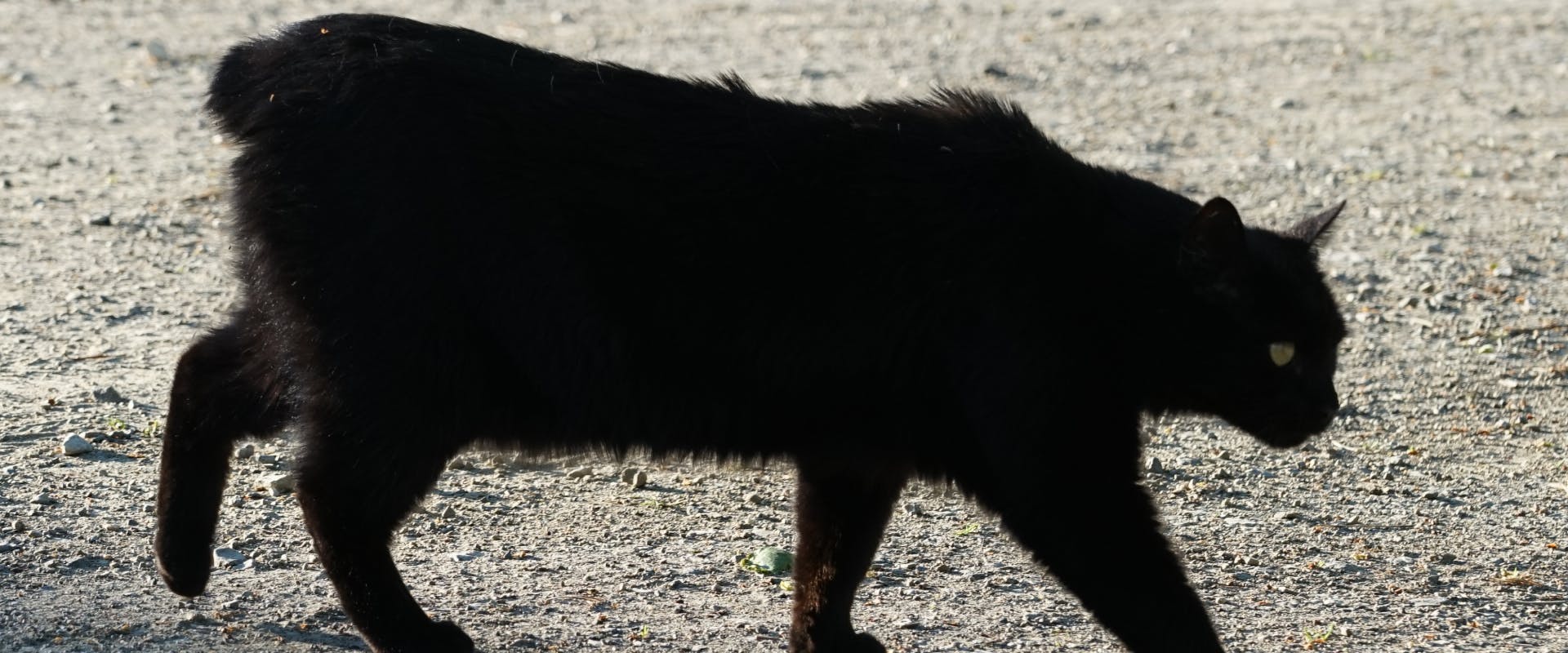 7 Tailless Cat Breeds: A Guide On Rumpy Risers | TrustedHousesitters.com