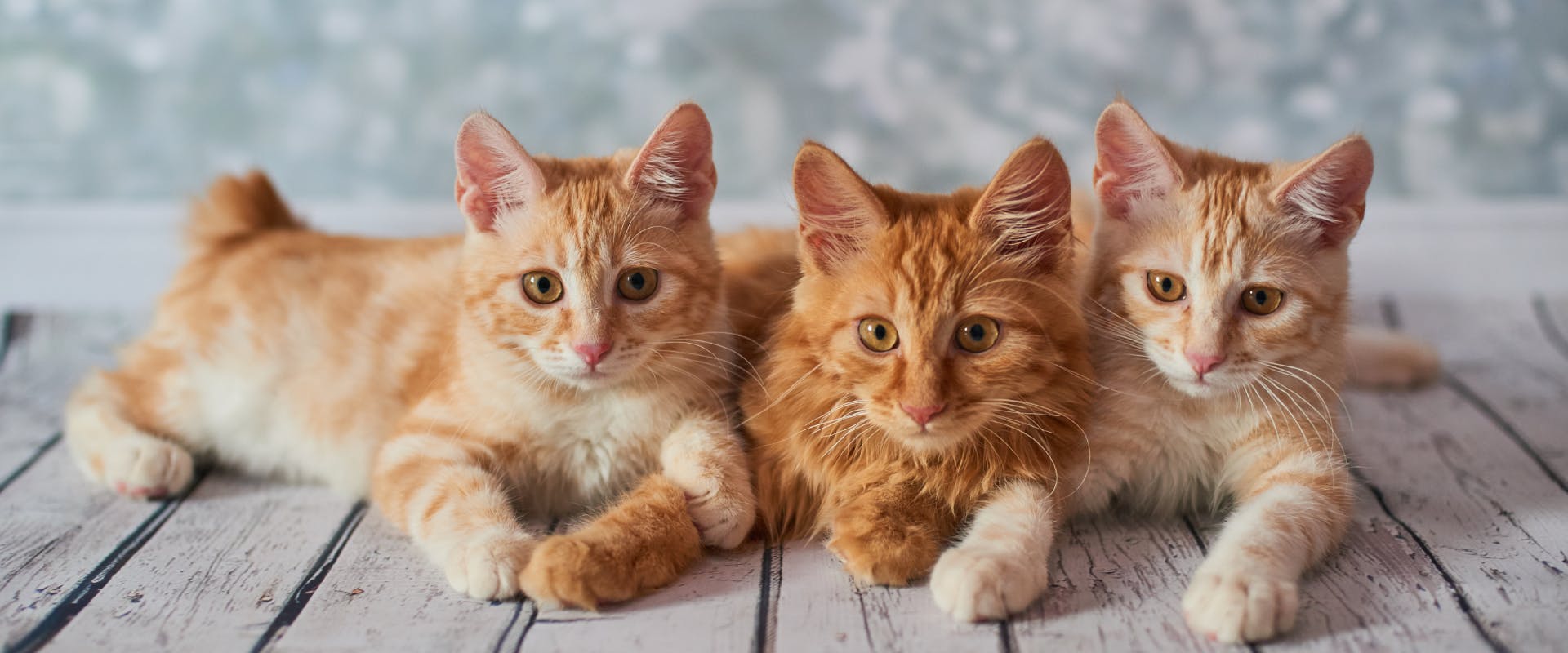 7 Tailless Cat Breeds: A Guide On Rumpy Risers | TrustedHousesitters.com