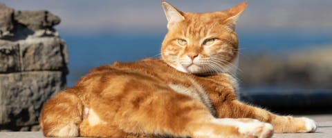 a ginger tailless cat lying on a stone walkway next to a bay