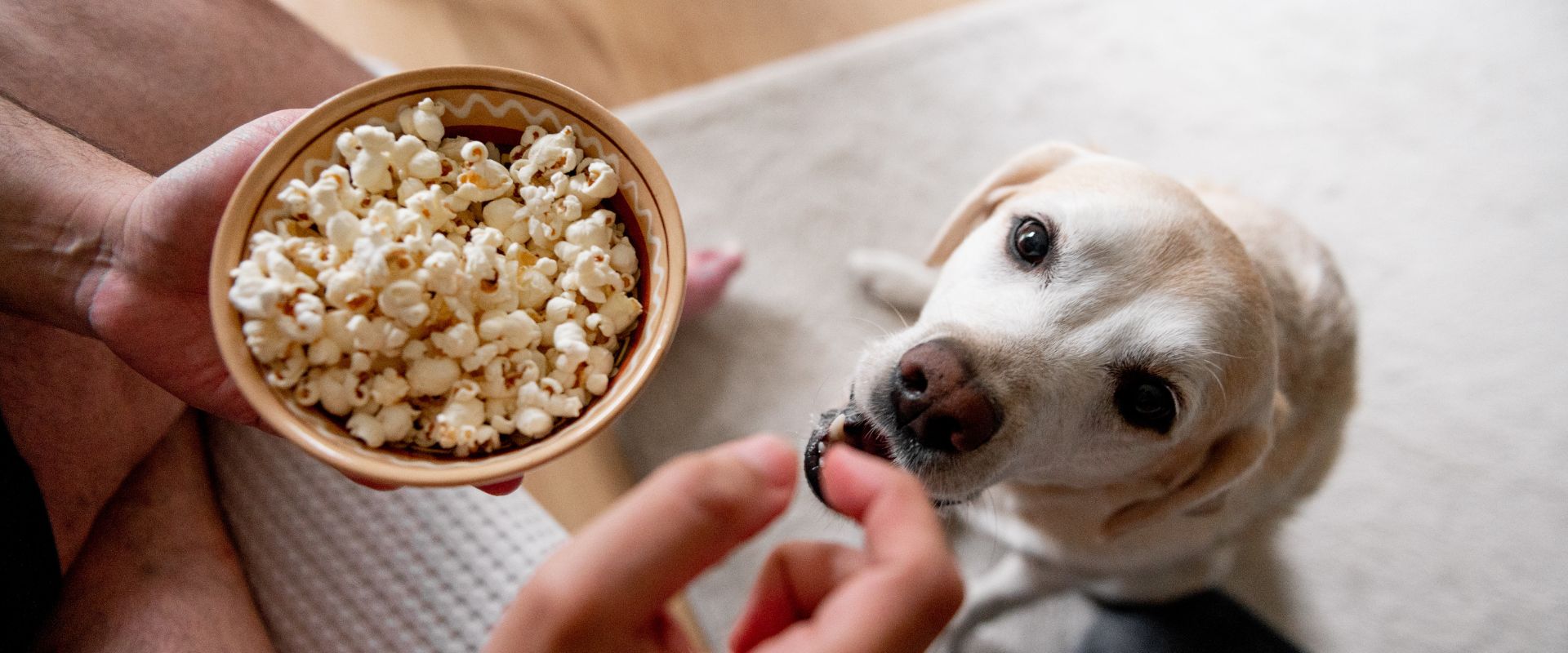 Can Dogs Eat Is Buttered Popcorn Bad For Dogs At Home What Do Dogs