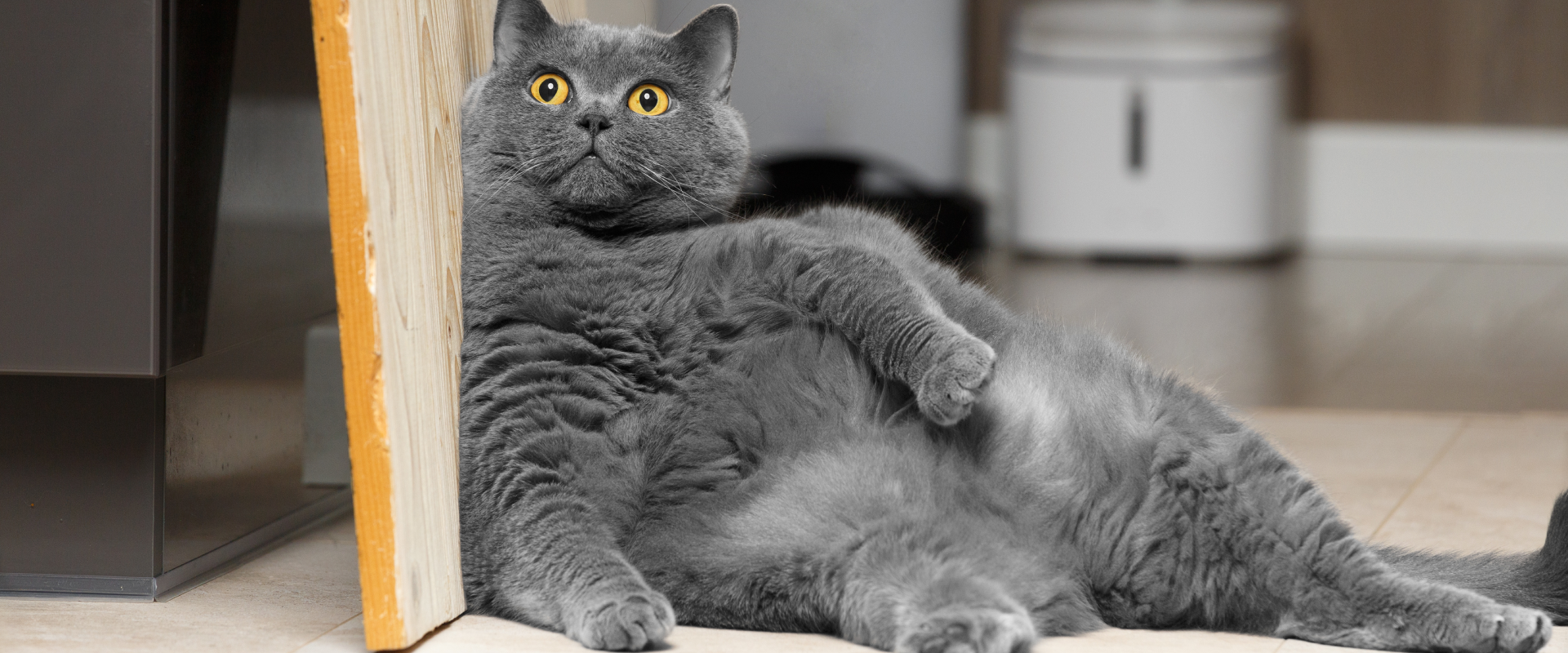 a chonky British blue cat slouching against a wooden board in a kitchen