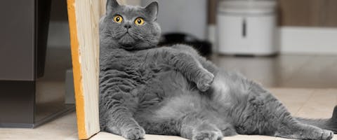 a chonky British blue cat slouching against a wooden board in a kitchen