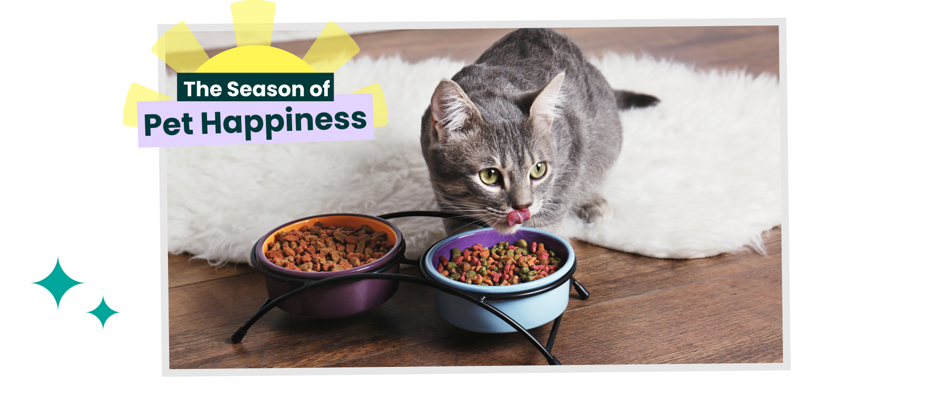 Cat eating kibble from a bowl