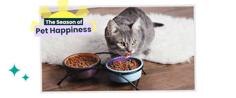 Cat eating kibble from a bowl