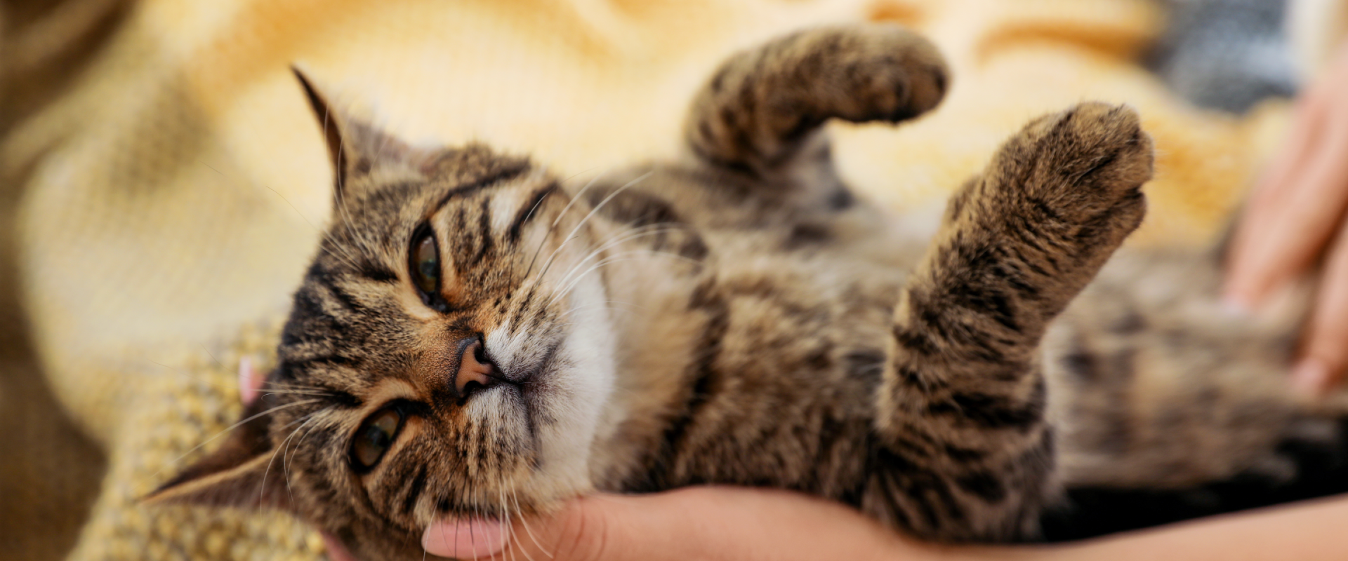 a tabby cat lying on its back on a yellow blanket while having its neck and tummy stroked