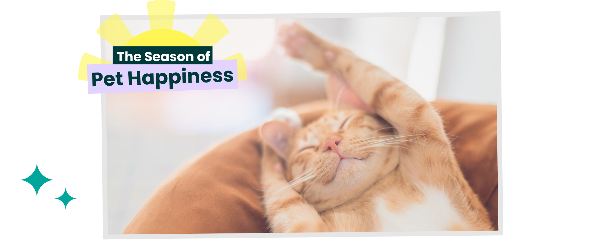 Ginger cat stretching on its back