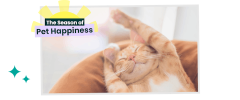 Ginger cat stretching on its back